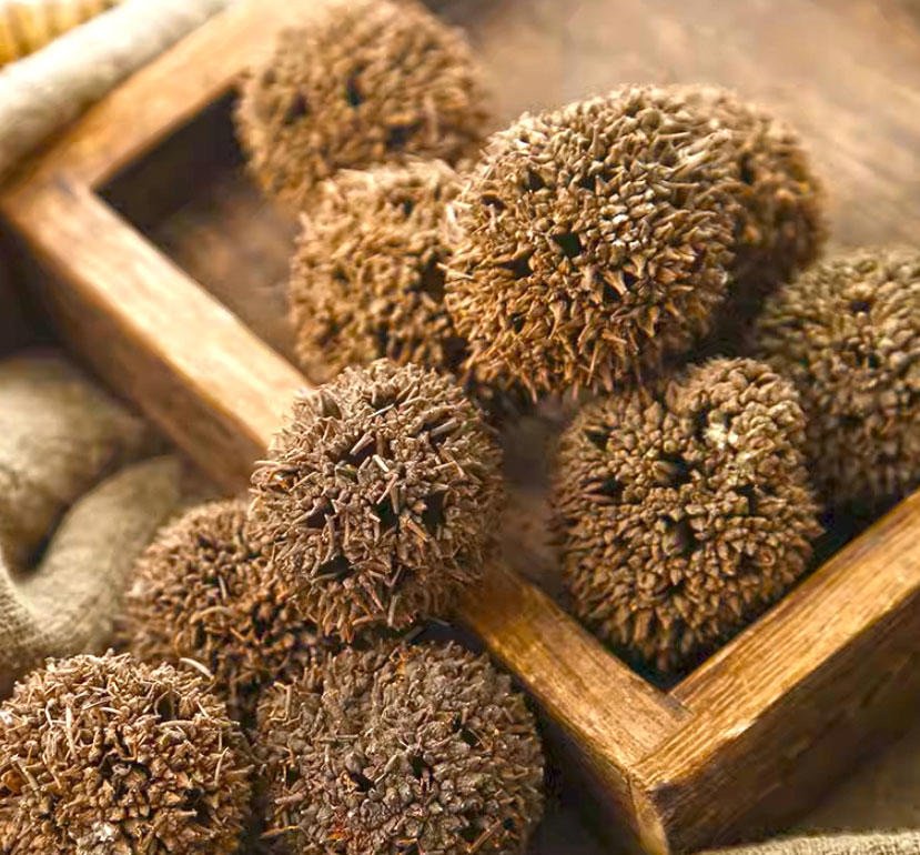 Lu Lu Tong (Sweetgum fruits) as TCM ingredient