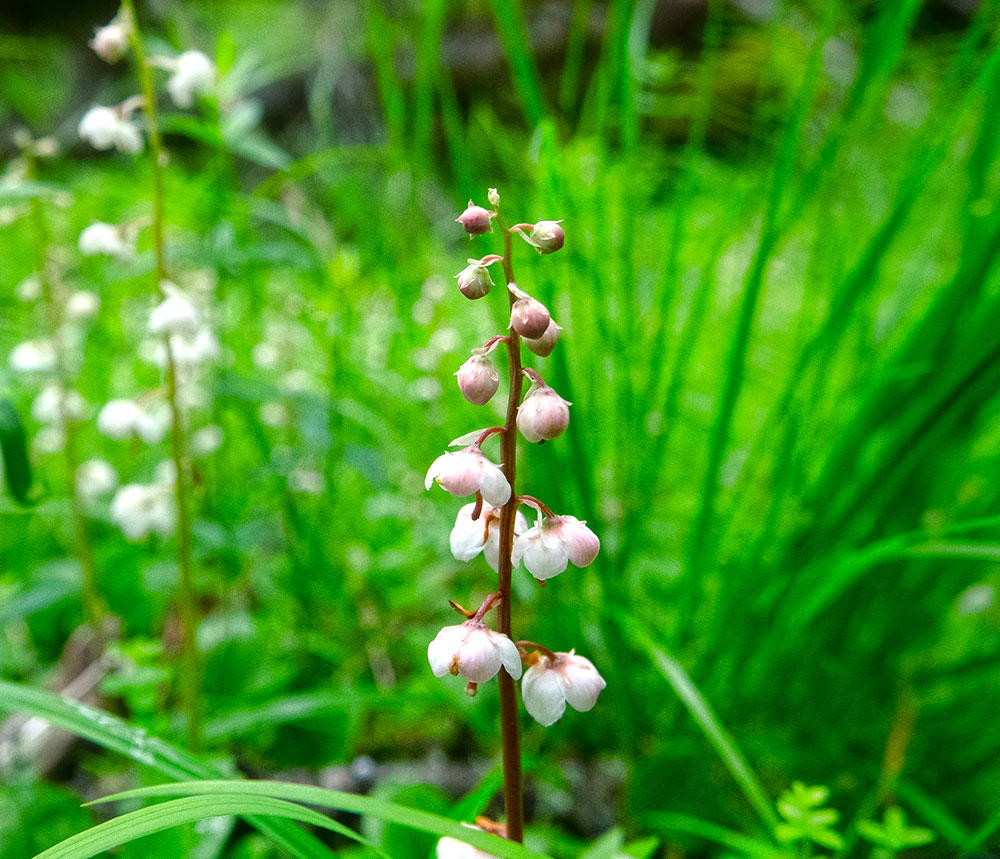 Lu Xian Cao (Pyrola herbs) plant