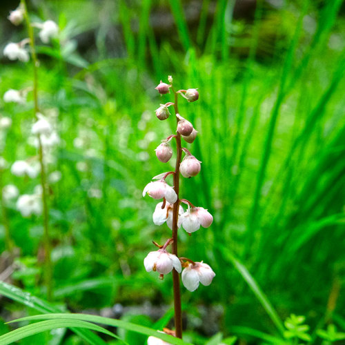 Lu Xian Cao (Pyrola herbs) plant