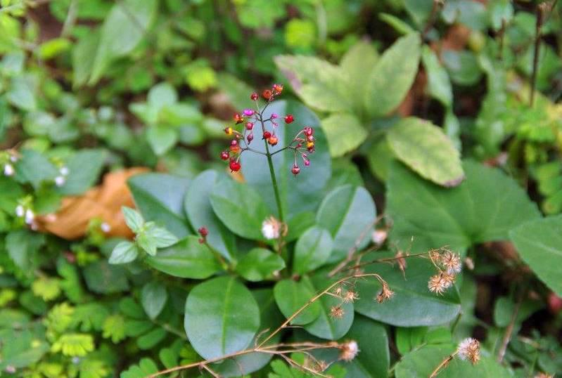 Tu Ren Shen (Fameflower roots) plant