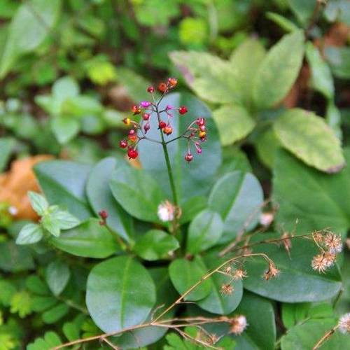 Tu Ren Shen (Fameflower roots) plant