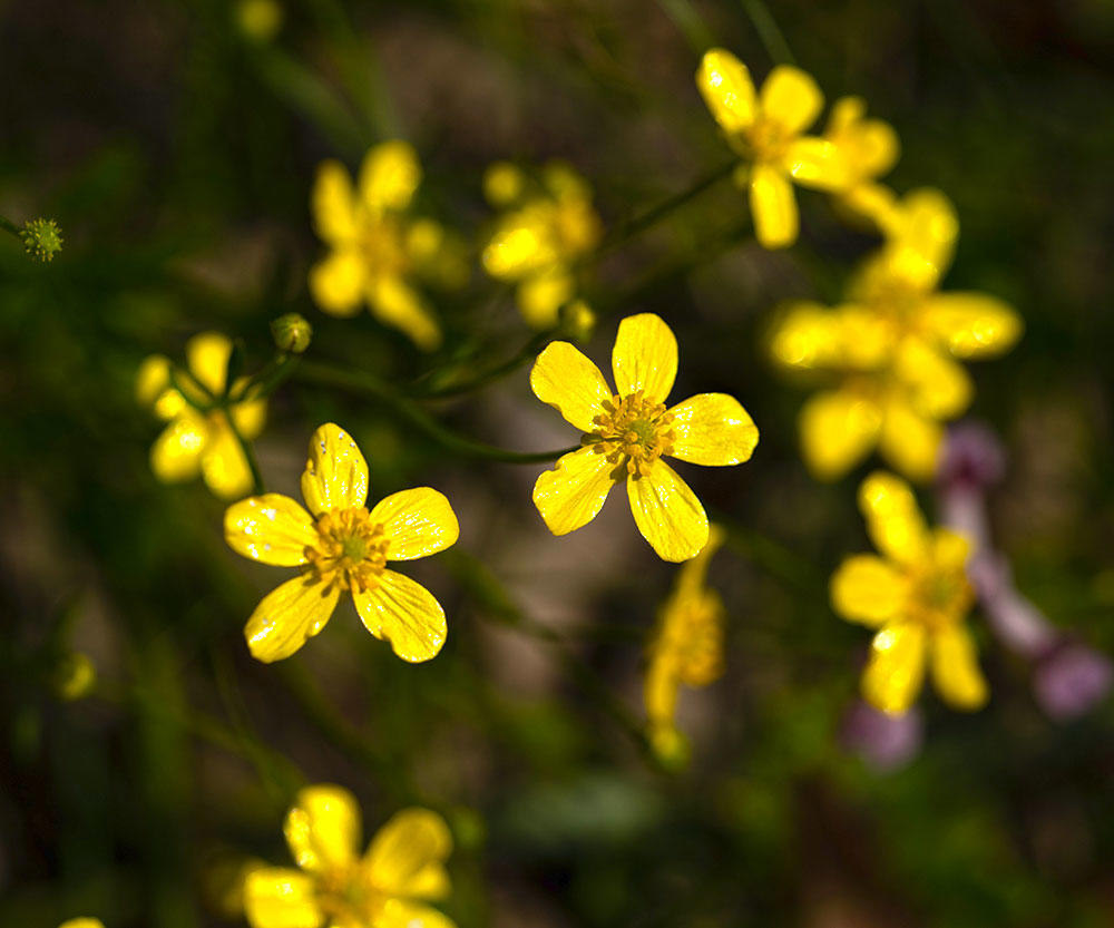 Mao Zhao Cao (Catclaw buttercup roots) plant