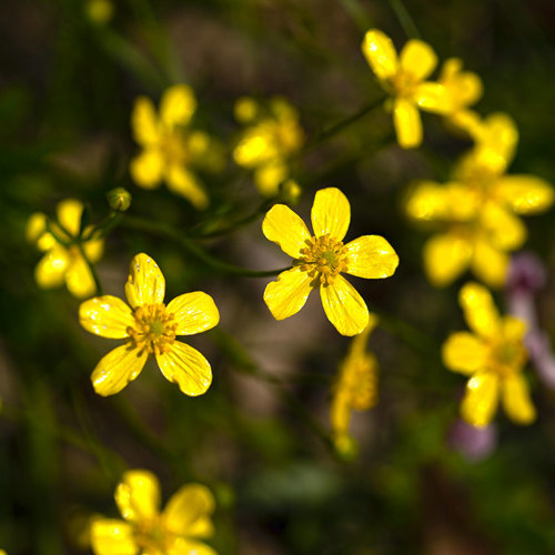Mao Zhao Cao (Catclaw buttercup roots) plant