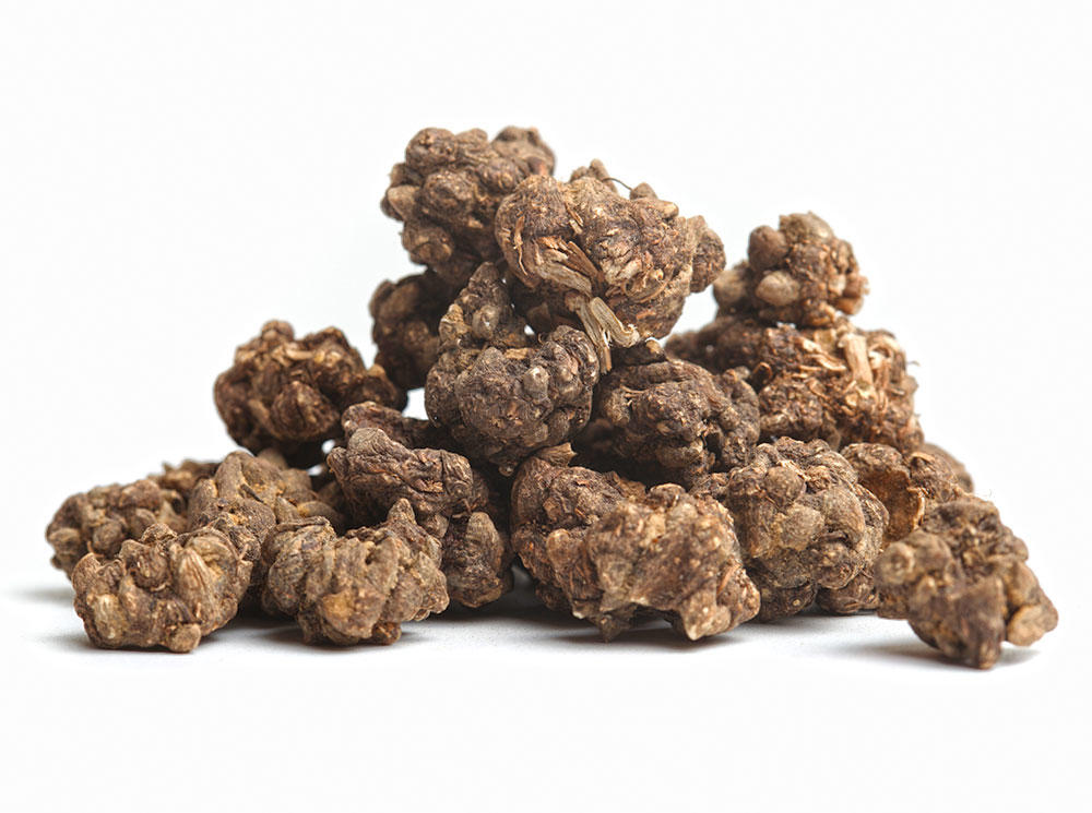 Mao Zhao Cao (Catclaw buttercup roots) as TCM ingredient