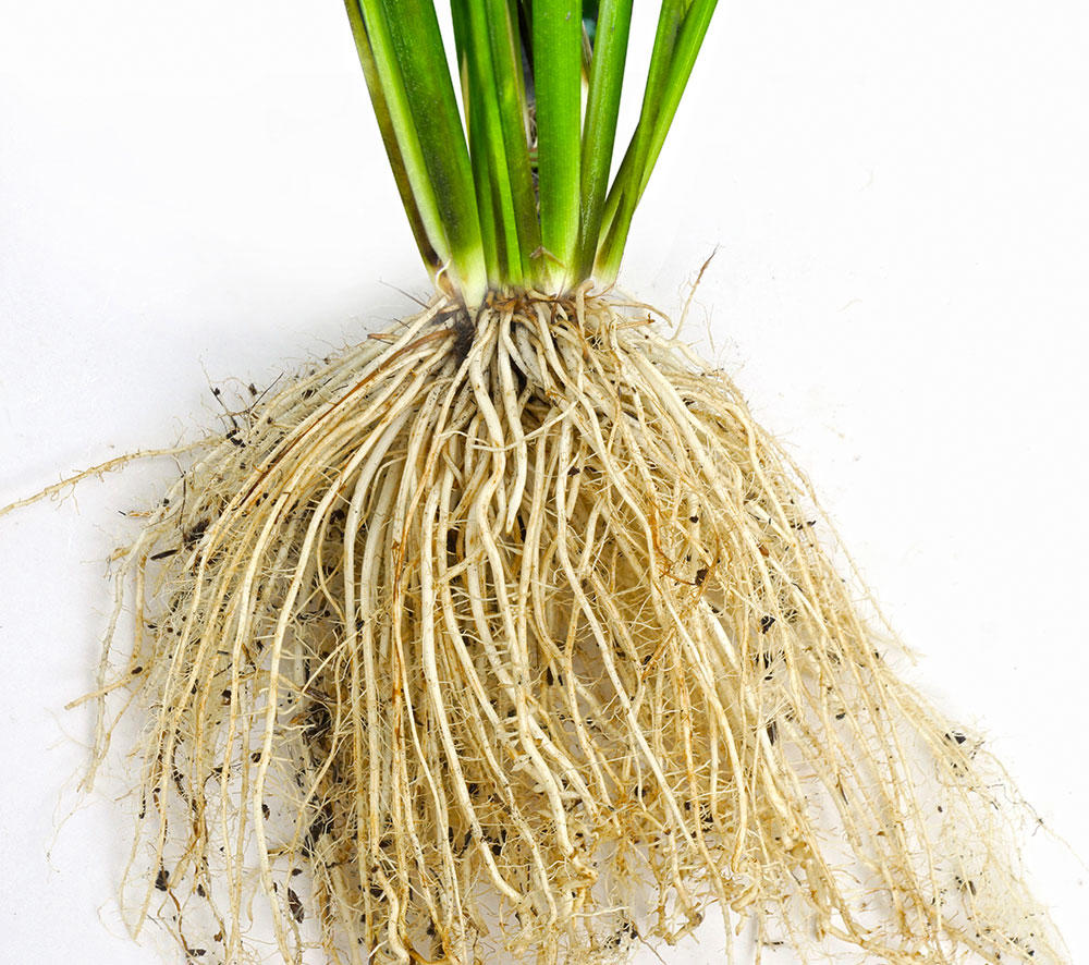 Nuo Dao Gen (Glutinous rice roots) plant