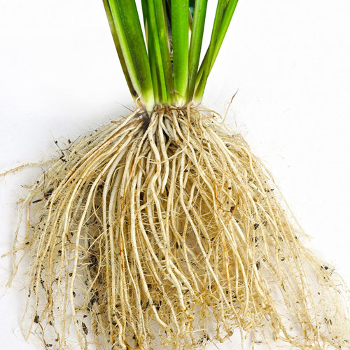 Nuo Dao Gen (Glutinous rice roots) plant