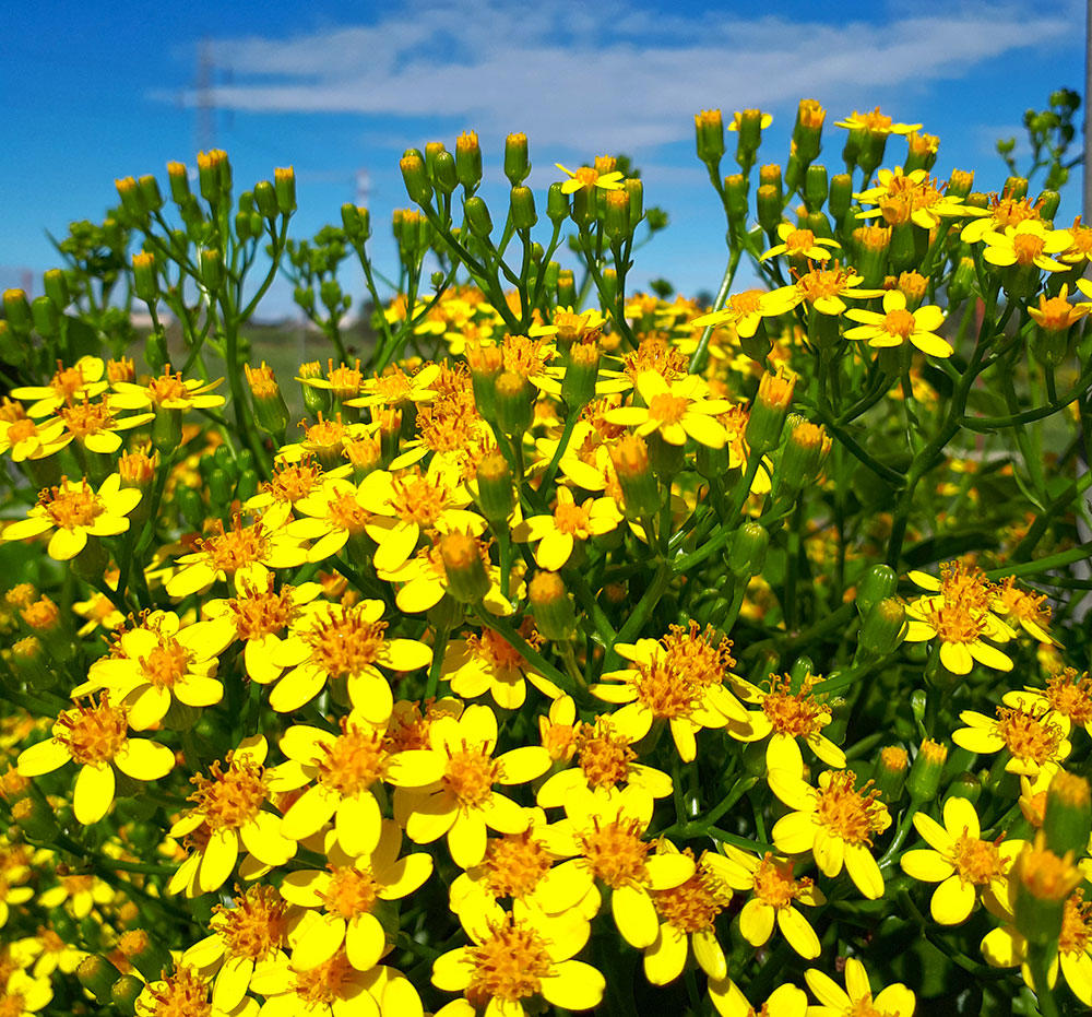 Qian Li Guang (Climbing groundsel herbs) plant