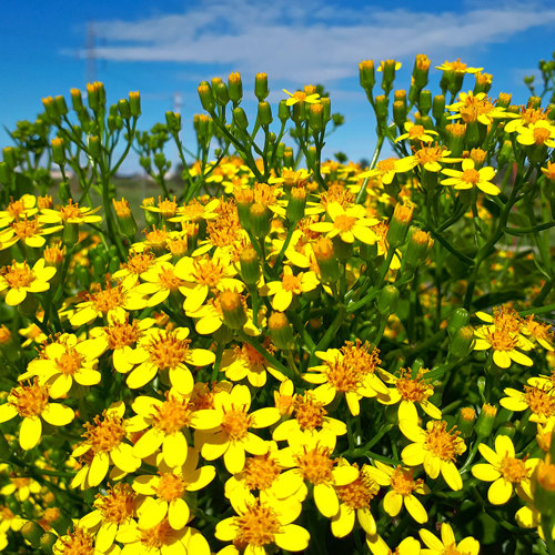 Qian Li Guang (Climbing groundsel herbs) plant