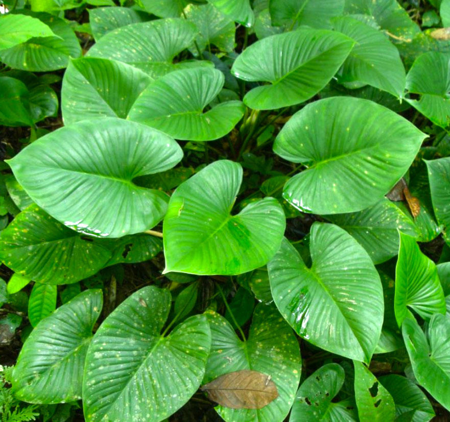 Qian Nian Jian (Homalomena rhizomes) plant