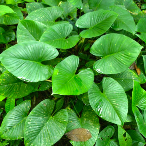 Qian Nian Jian (Homalomena rhizomes) plant