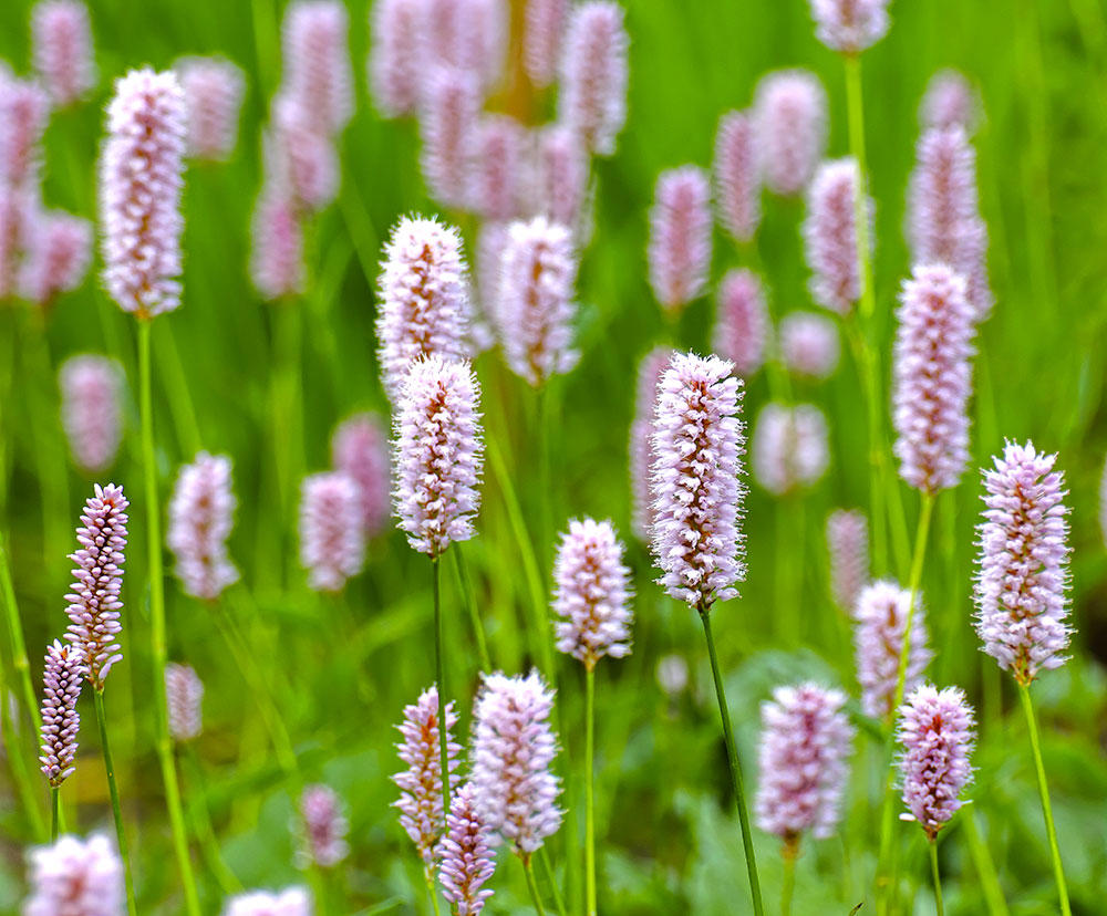Quan Shen (Bistort rhizomes) plant