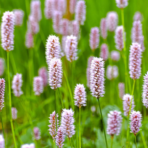 Quan Shen (Bistort rhizomes) plant