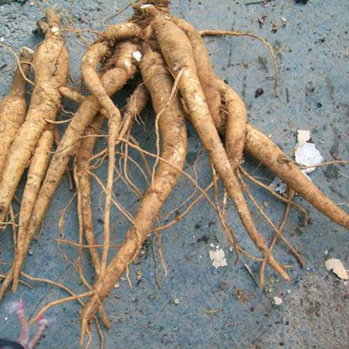 Tu Ren Shen (Fameflower roots) as TCM ingredient