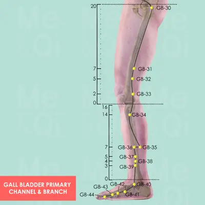 Gall Bladder Primary Channel  pathway