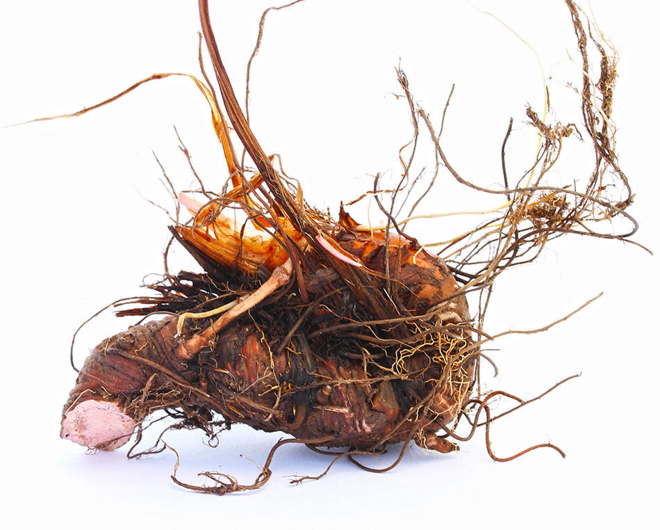 Quan Shen (Bistort rhizomes) as TCM ingredient