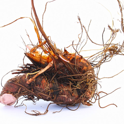 Quan Shen (Bistort rhizomes) as TCM ingredient
