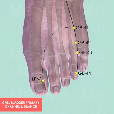 Gall Bladder Primary Channel  pathway