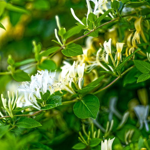 Ren Dong Teng (Honeysuckle stems) plant