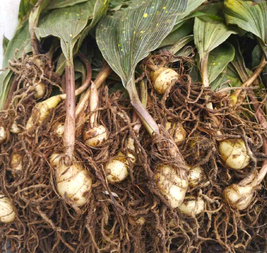 Shan Ci Gu (Chinese Tulip bulbs) plant