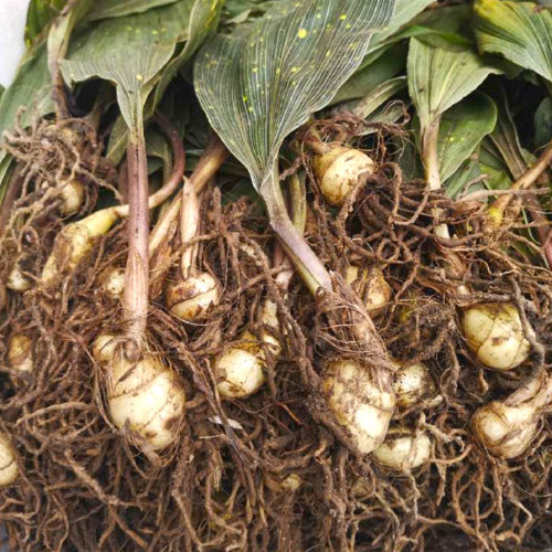 Shan Ci Gu (Chinese Tulip bulbs) plant