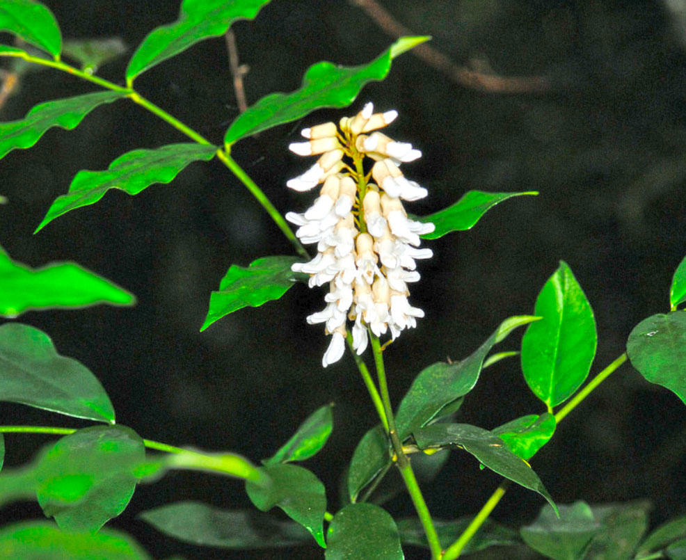 Shan Dou Gen (Bushy Sophora roots) plant