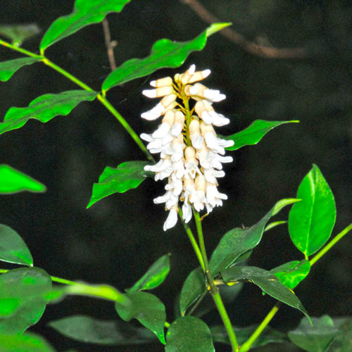 Shan Dou Gen (Bushy Sophora roots) plant