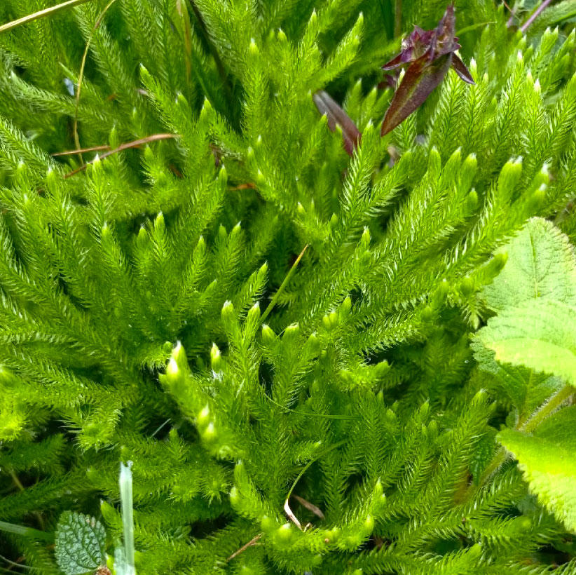 Shen Jin Cao (Ground pine) plant