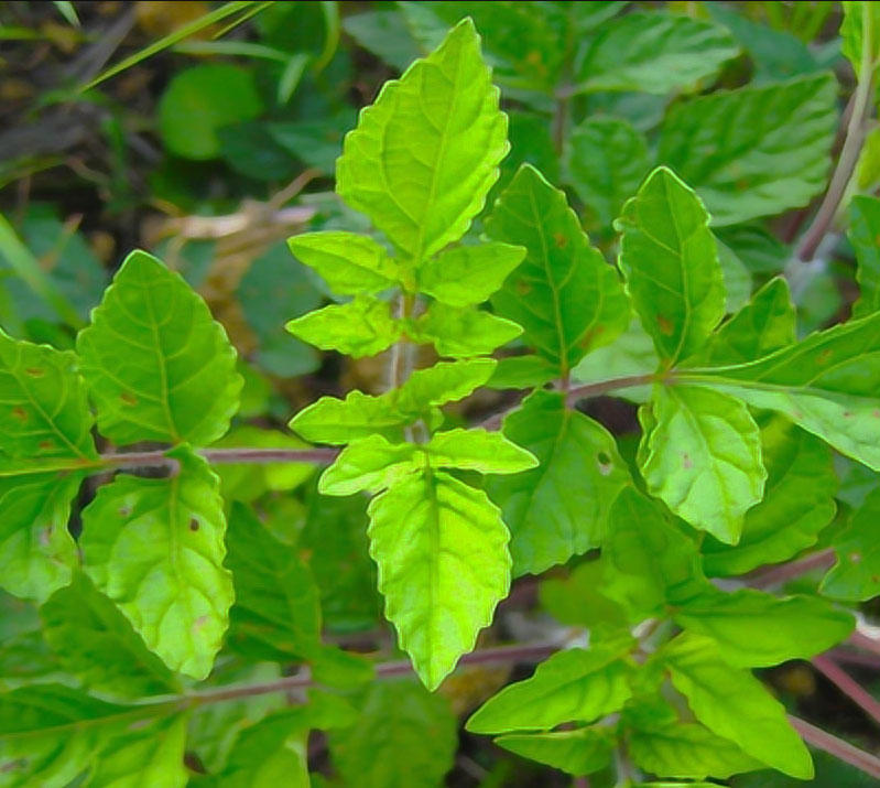 Shi Jian Chuan (Chinese sage herb) plant
