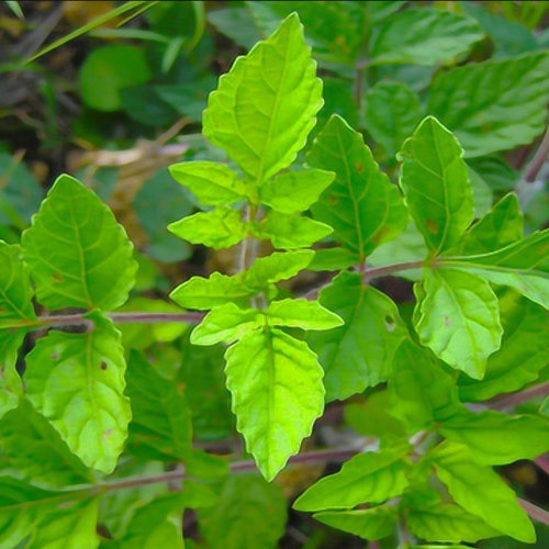 Shi Jian Chuan (Chinese sage herb) plant