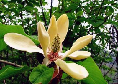 Hou Po Hua (Houpu Magnolia flowers) plant