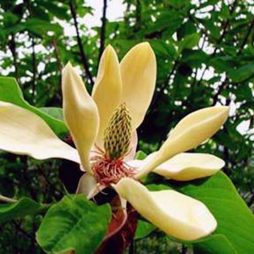 Hou Po Hua (Houpu Magnolia flowers) plant