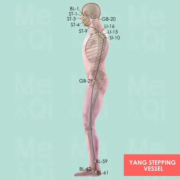 Yang Stepping Vessel pathway diagram