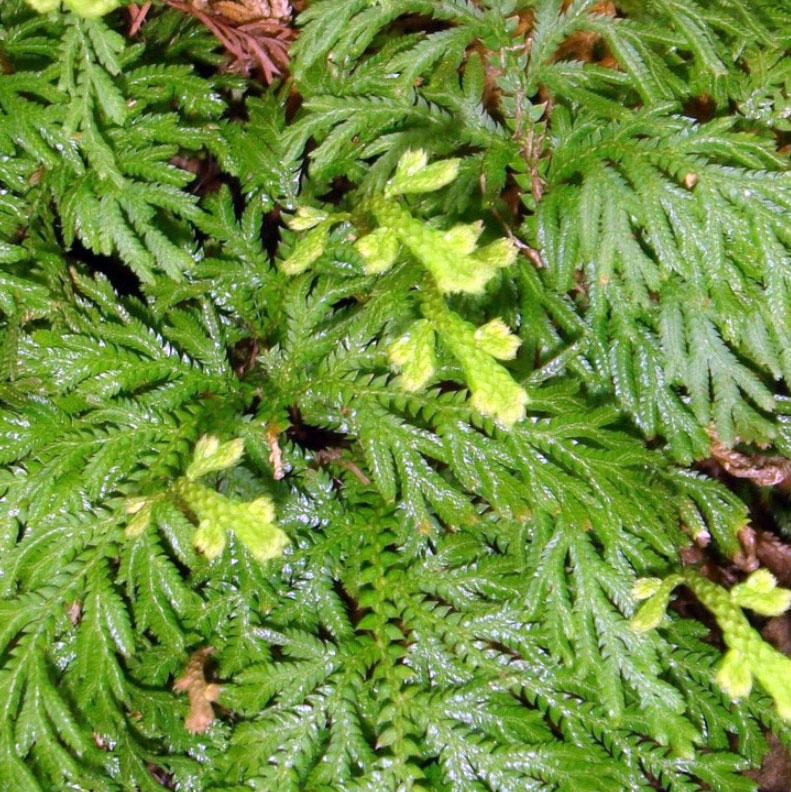 Shi shang Bai (Selanginella herbs) plant