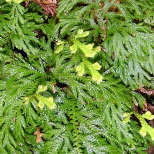 Shi shang Bai (Selanginella herbs) plant