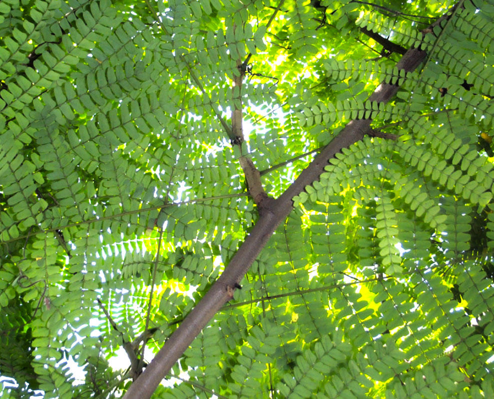 Su Mu (Sappan woods) plant