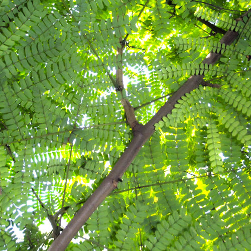 Su Mu (Sappan woods) plant