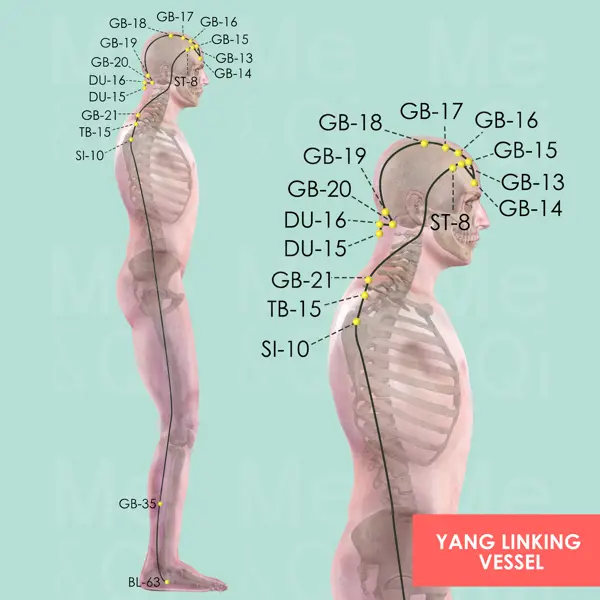 Yang Linking Vessel pathway diagram