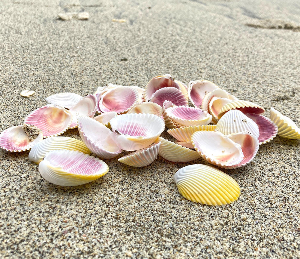 Wa Leng Zi (Cockle shells) plant