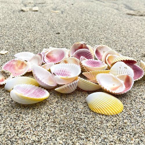 Wa Leng Zi (Cockle shells) plant