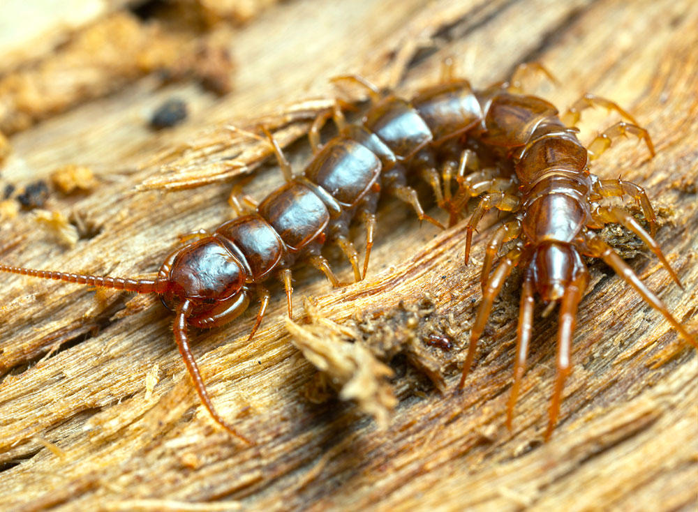 Wu Gong (Centipedes) plant
