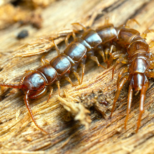 Wu Gong (Centipedes) plant