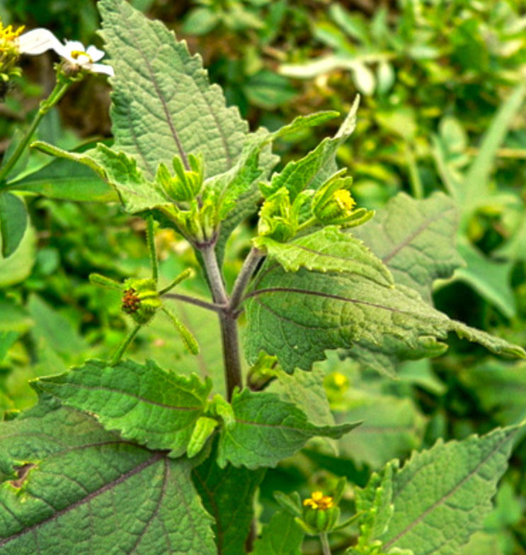 Xi Xian Cao (Siegesbeckia herbs) plant