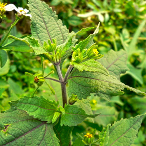 Xi Xian Cao (Siegesbeckia herbs) plant