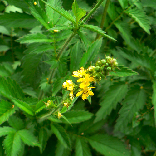 Xian He Cao (Agrimony) plant