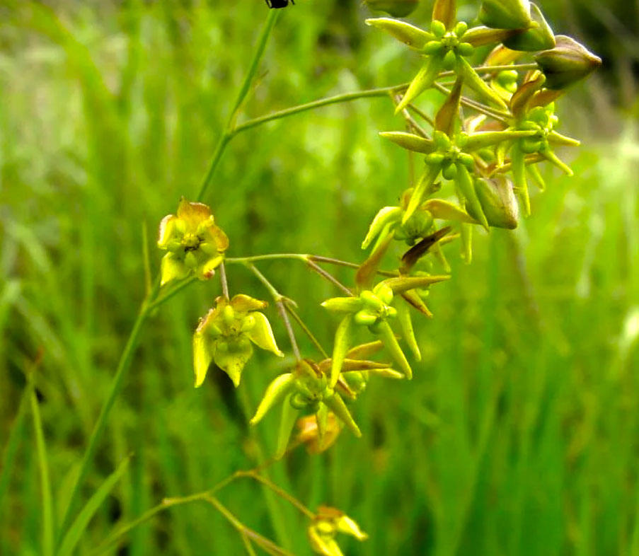 Xu chang Qing (Paniculate swallowwort roots) plant