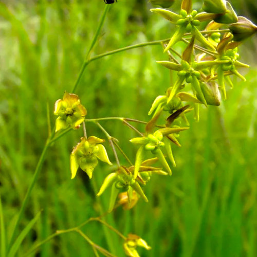Xu chang Qing (Paniculate swallowwort roots) plant