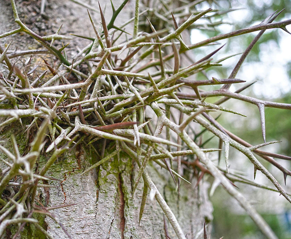 Zao Jiao Ci (Gleditsia thorns) plant