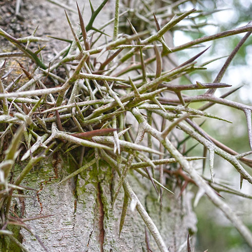 Zao Jiao Ci (Gleditsia thorns) plant