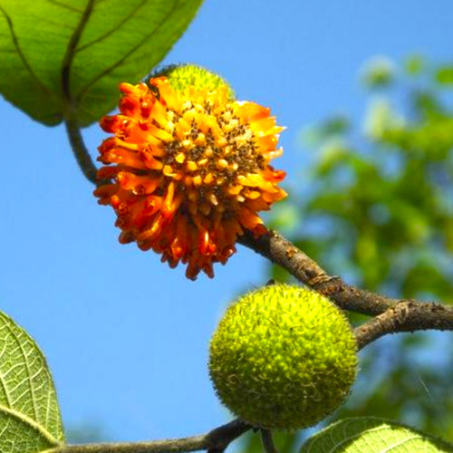 Chu Shi Zi (Paper Mulberry fruits) plant
