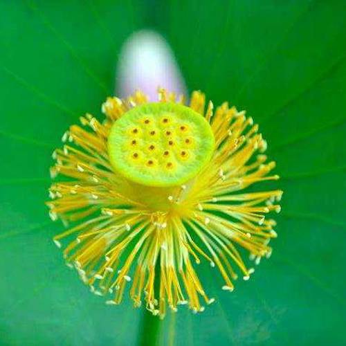 Lian Xu (Lotus stamens) plant